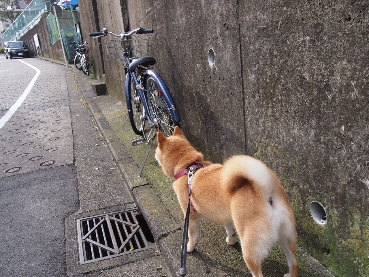 当水花兄弟遇上福建铁军，塔图姆的三分雨浇灭悬念，却浇不熄那颗东方斗魂