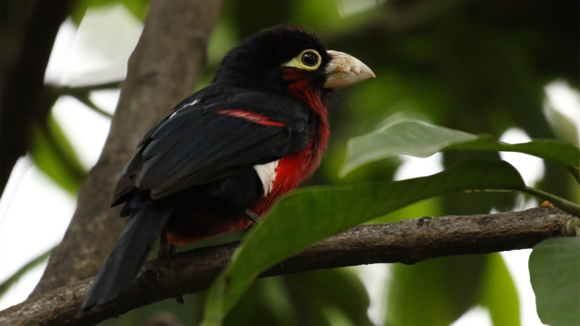 冰与火的博弈艺术家，梅德韦杰夫的战术革命与精神棱镜