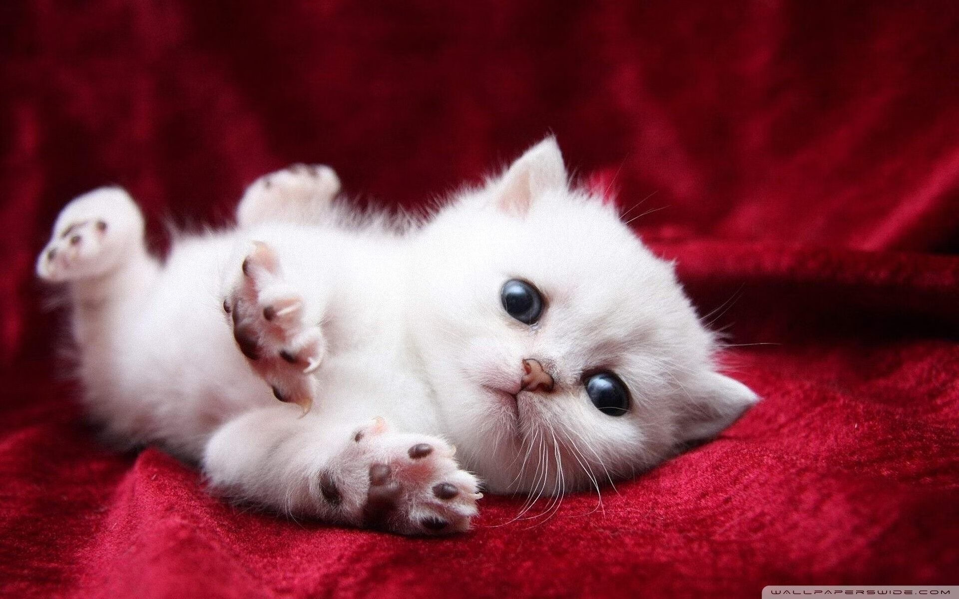 团队荣耀与个人王朝的序章，阿尔卡拉斯联合杯横扫开启美网新纪元