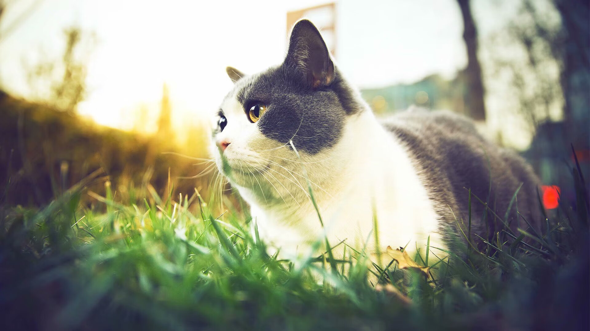 棋手范戴克，一子落定，摩纳哥在梅阿查终结二十年悬局