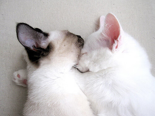 关键时刻连得10分制霸篮下！武切维奇在沪深焦点战中完成重生证明