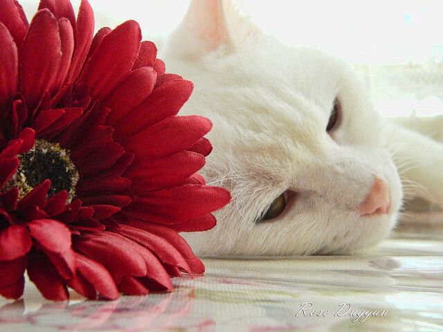 跨维对决，上海男篮神剧本斩落明尼苏达，一场比赛改写焦点战定义