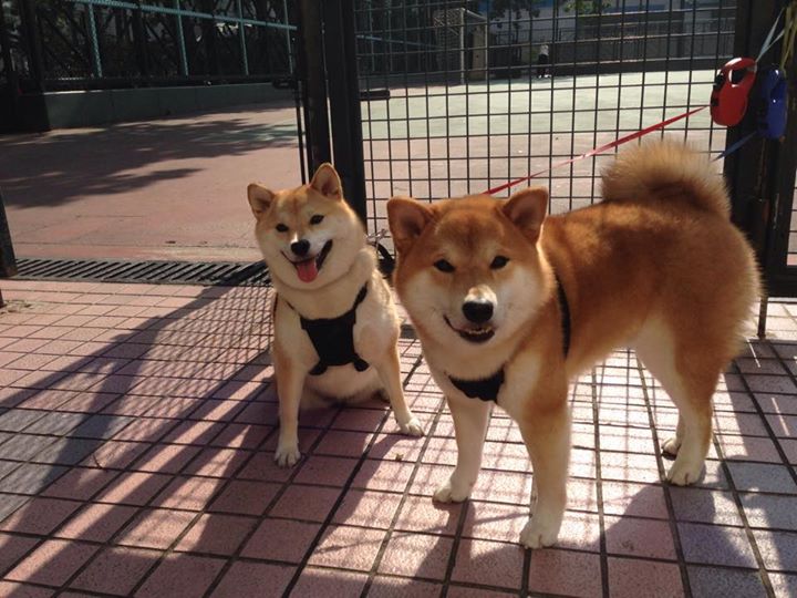 燃烧的团队之心与孤胆英雄，当火焰风暴遭遇致命一刀