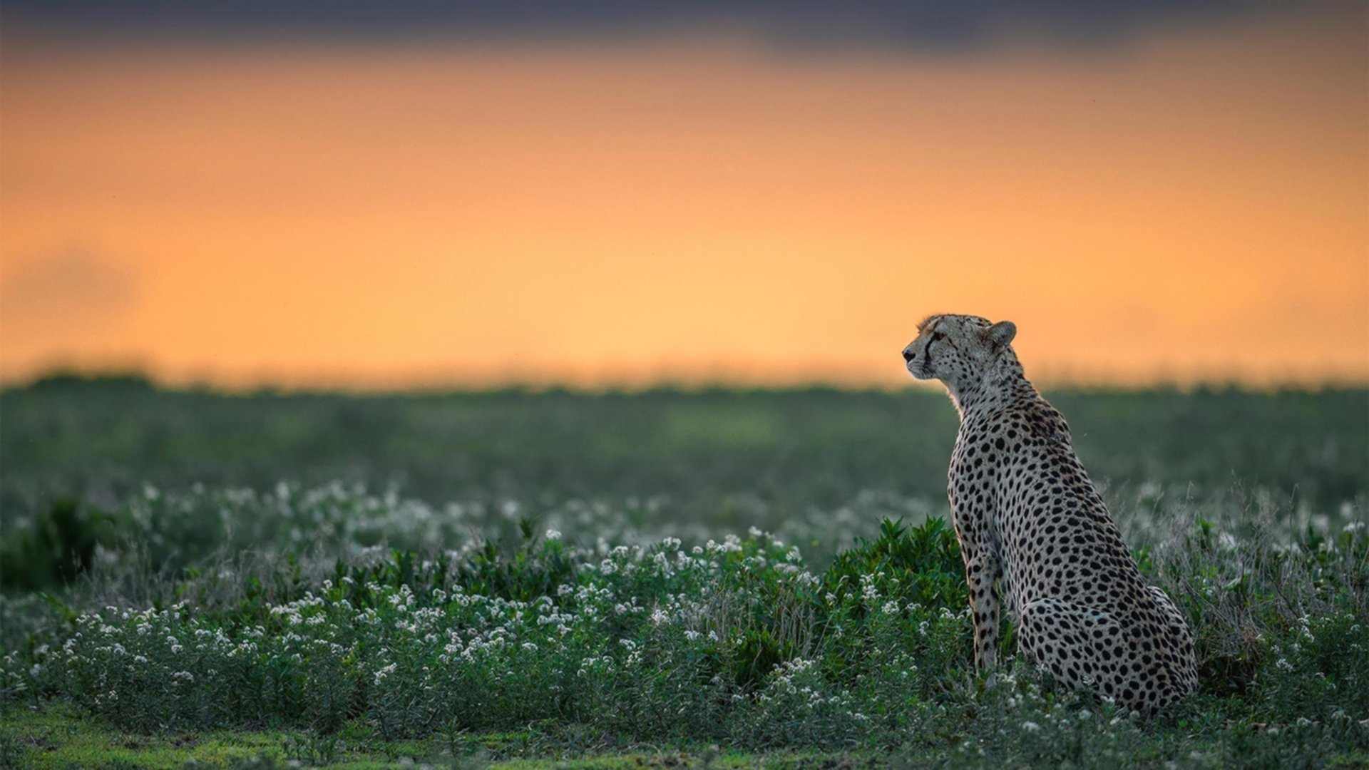 南美探戈逆袭德国铁骑，欧冠半决赛的阿根廷式胜利哲学