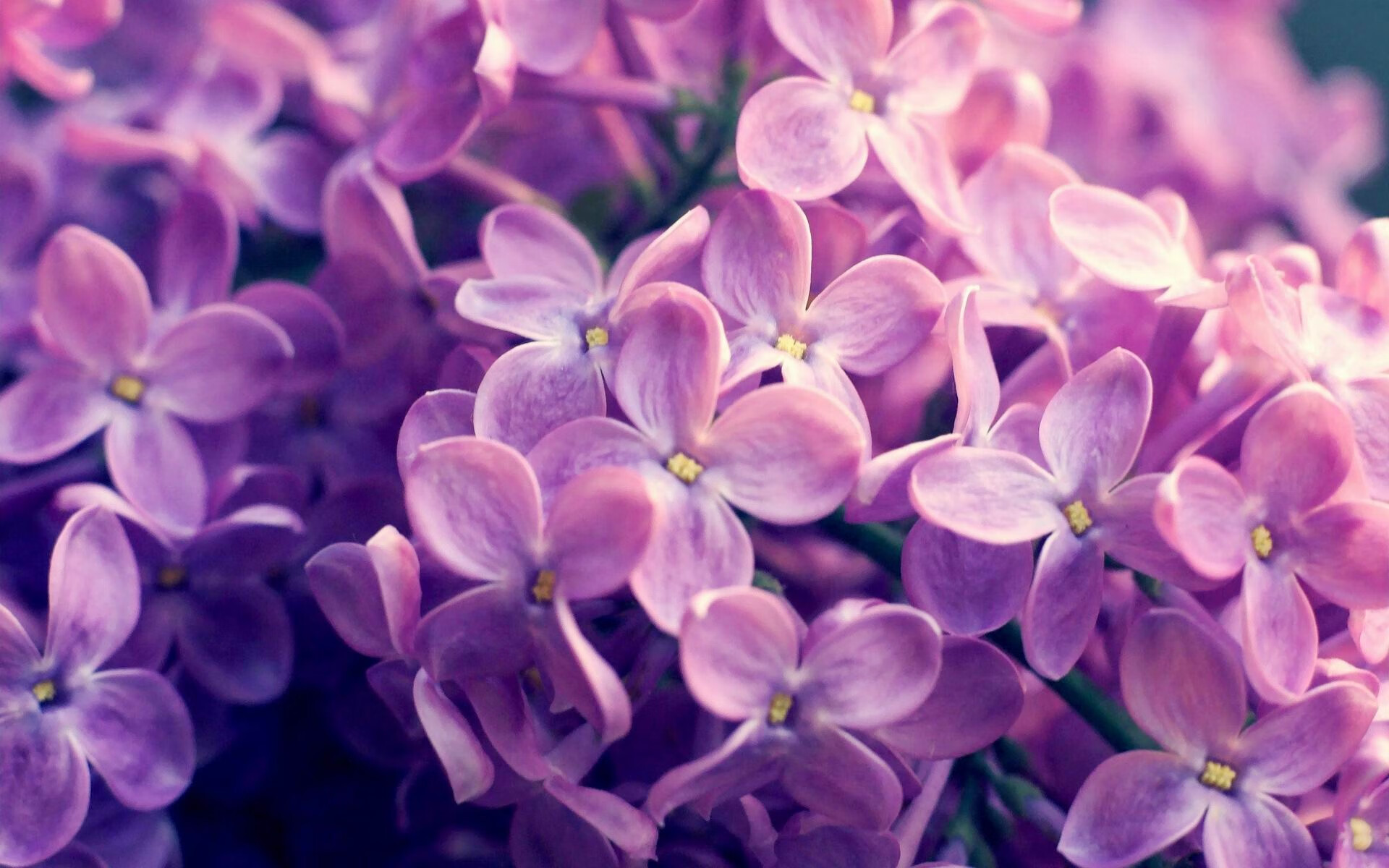 宿命与铁血，总决赛唯一对决，森林狼如何终结23年爵士梦魇？