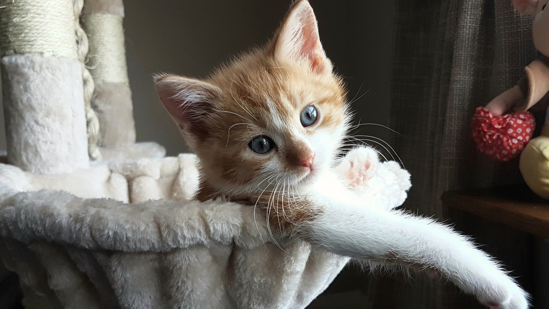 杜兰特压哨绝杀，猛龙打穿掘金挺进决赛