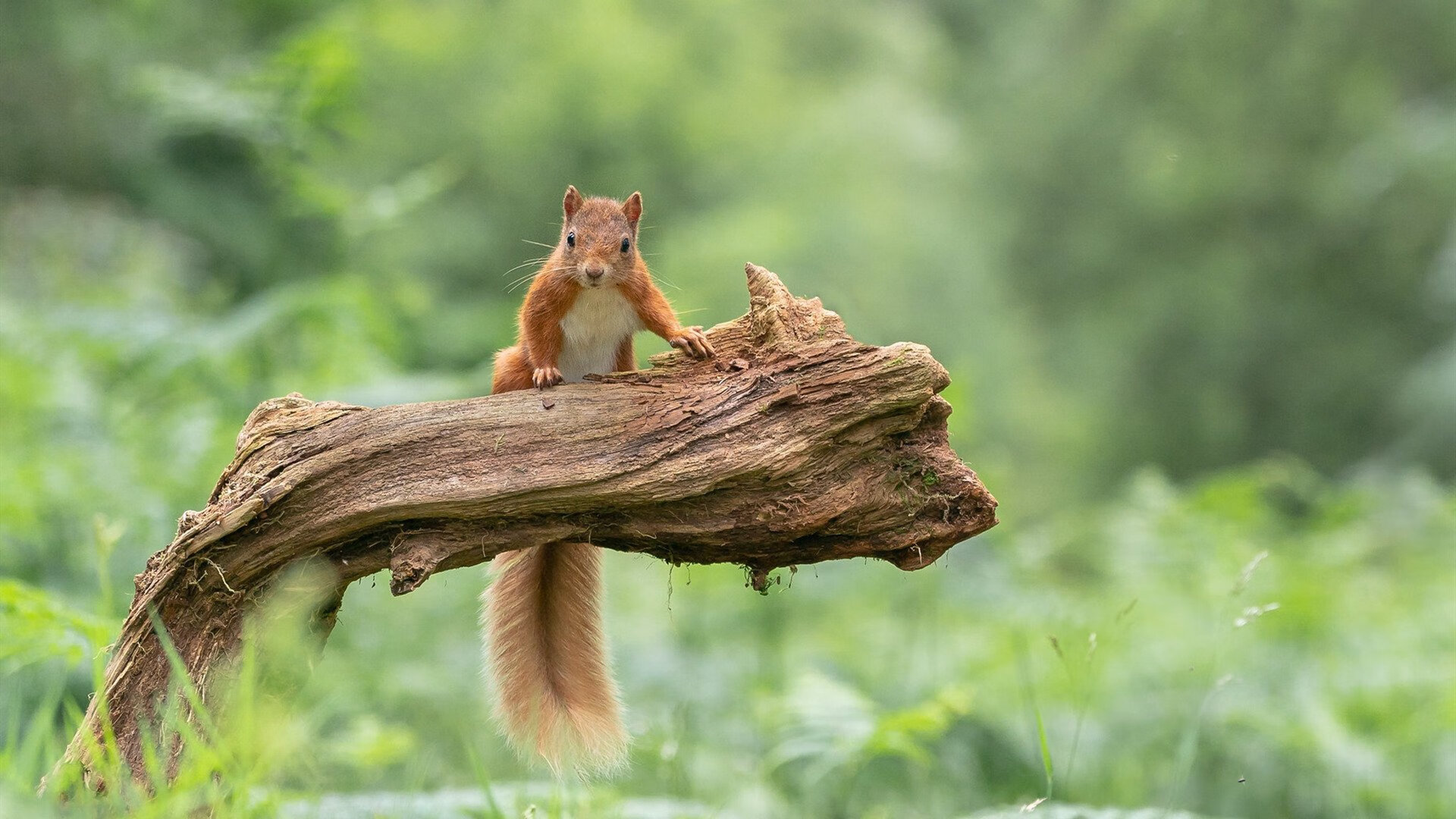 东方未明西方亮，哈利伯顿闪耀与浙江铁血，地球两端的篮球圣火同时点燃