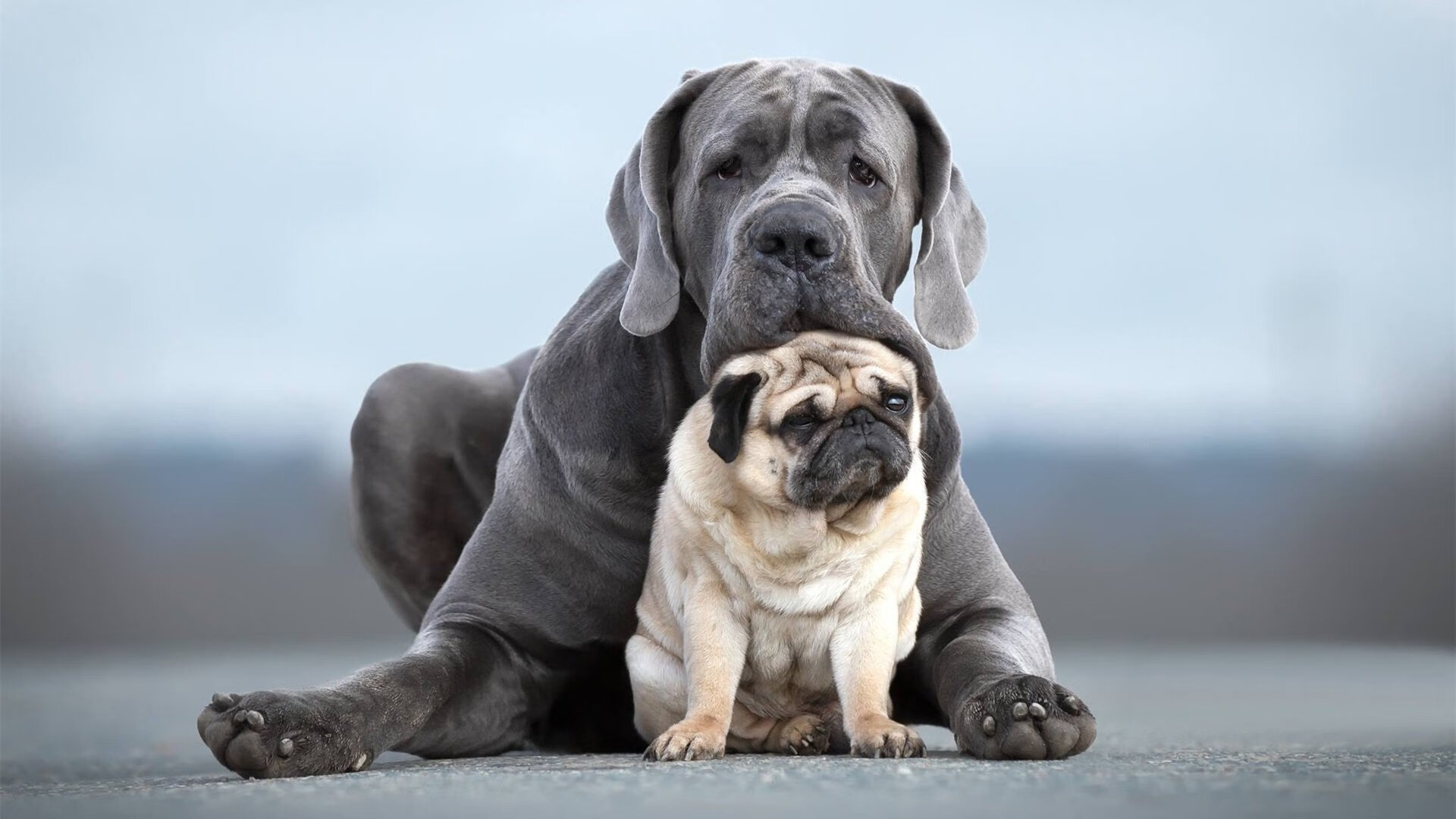 鹈鹕横扫火箭的背后，班凯罗却在另一战场完成世界排名的华丽接管