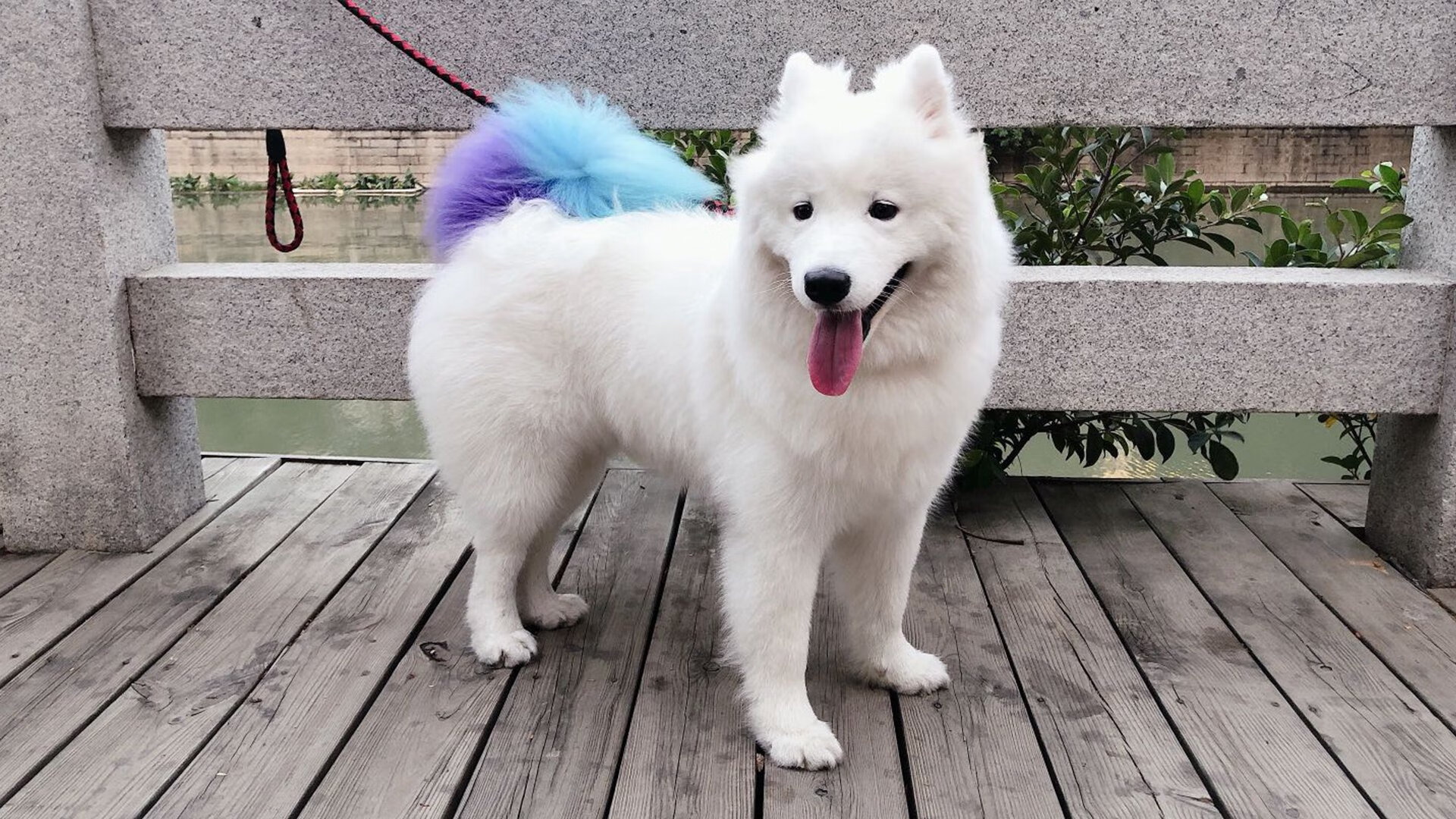 鏖战密码，当洪都拉斯钢盾遇上卡拉斯科之矛，中北美足球的无序交响