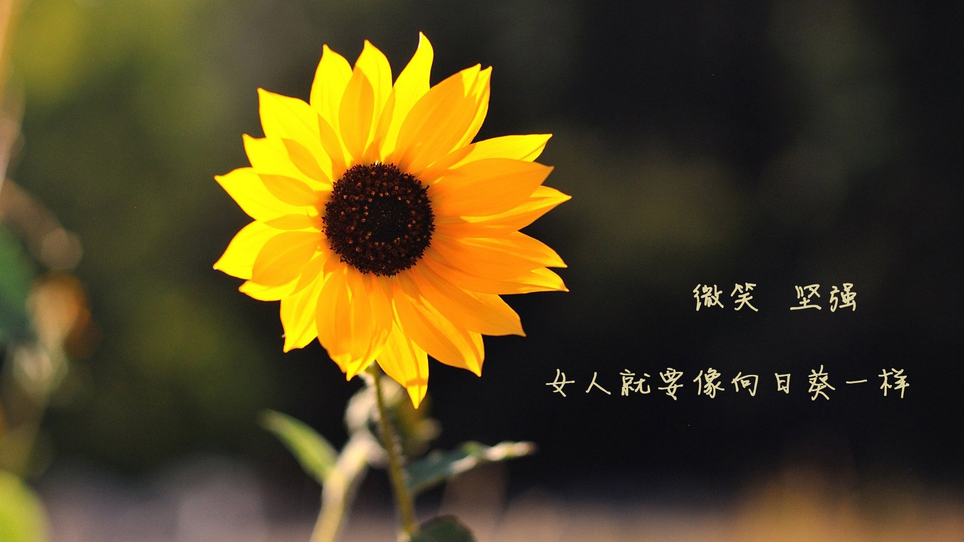 恒河的奇迹,2026世界杯G组,印度绝杀英格兰,迪亚斯用双脚书写历史